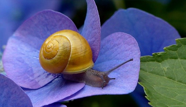 Snail Mucin benefits you need to know