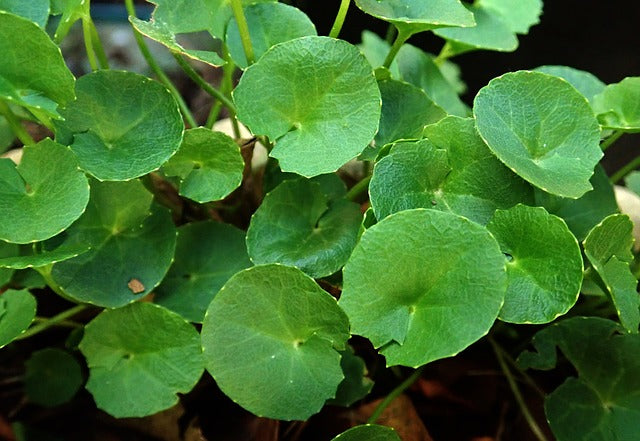 All about Centella Asiatica, Cica and Madecassoside !